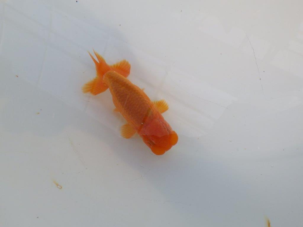 尾の雰囲気、頭が良く種にもお勧めのらんちゅう　明け二歳魚　 　約10ｃｍ　オス【管理魚】