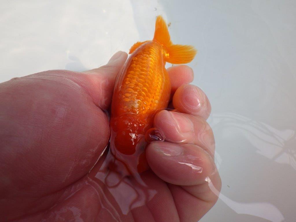 尾の雰囲気、頭が良く種にもお勧めのらんちゅう　明け二歳魚　 　約10ｃｍ　オス【管理魚】