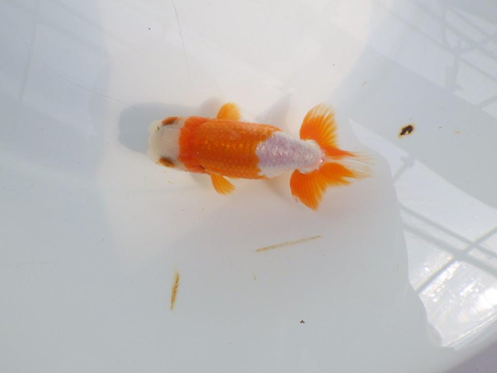 尾張りも良く柄も綺麗な更紗らんちゅう　明け二歳魚　 　約10,5ｃｍ　オス【管理魚】