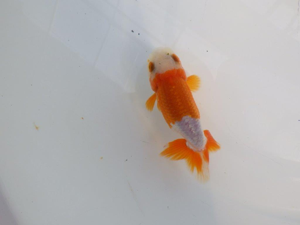 尾張りも良く柄も綺麗な更紗らんちゅう　明け二歳魚　 　約10,5ｃｍ　オス【管理魚】