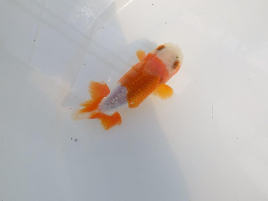 尾張りも良く柄も綺麗な更紗らんちゅう　明け二歳魚　 　約10,5ｃｍ　オス【管理魚】