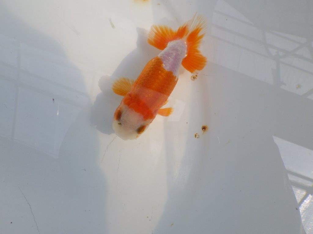 尾張りも良く柄も綺麗な更紗らんちゅう　明け二歳魚　 　約10,5ｃｍ　オス【管理魚】