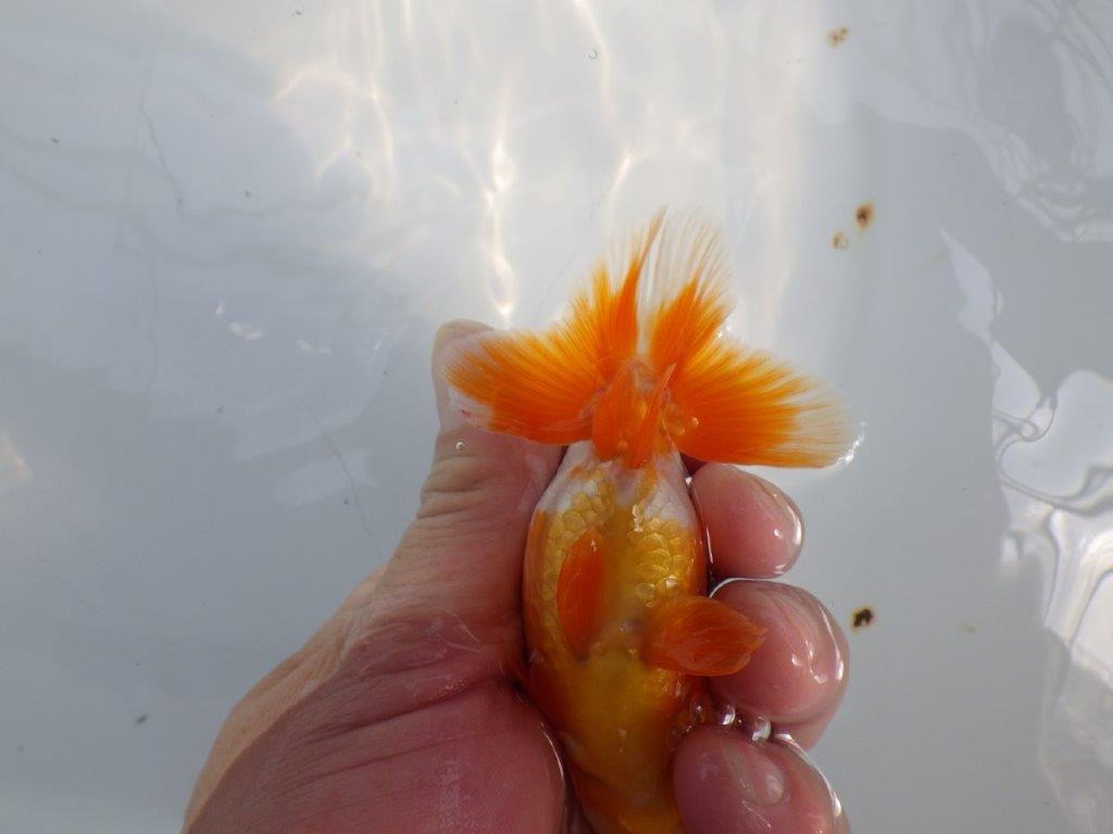 尾張りも良く柄も綺麗な更紗らんちゅう　明け二歳魚　 　約10,5ｃｍ　オス【管理魚】