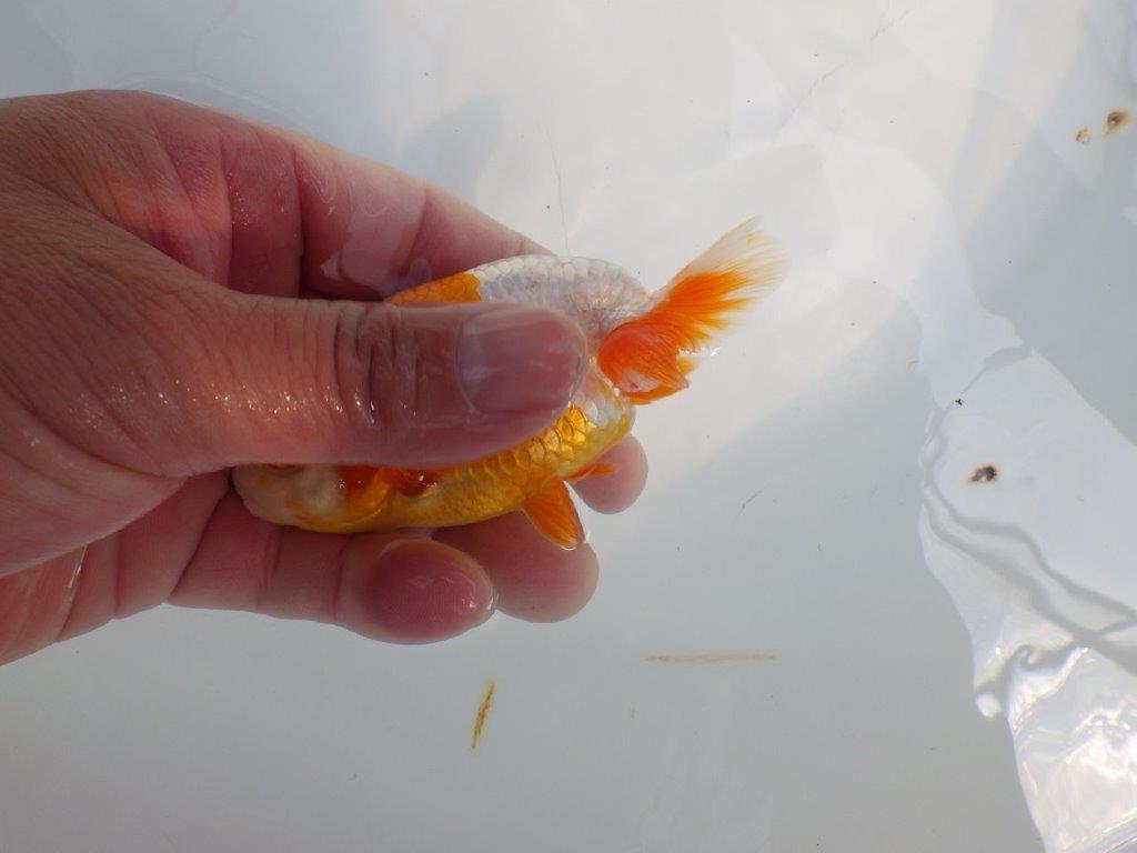 尾張りも良く柄も綺麗な更紗らんちゅう　明け二歳魚　 　約10,5ｃｍ　オス【管理魚】
