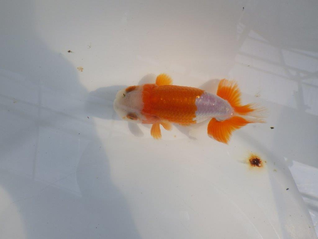 尾張りも良く柄も綺麗な更紗らんちゅう　明け二歳魚　 　約10,5ｃｍ　オス【管理魚】
