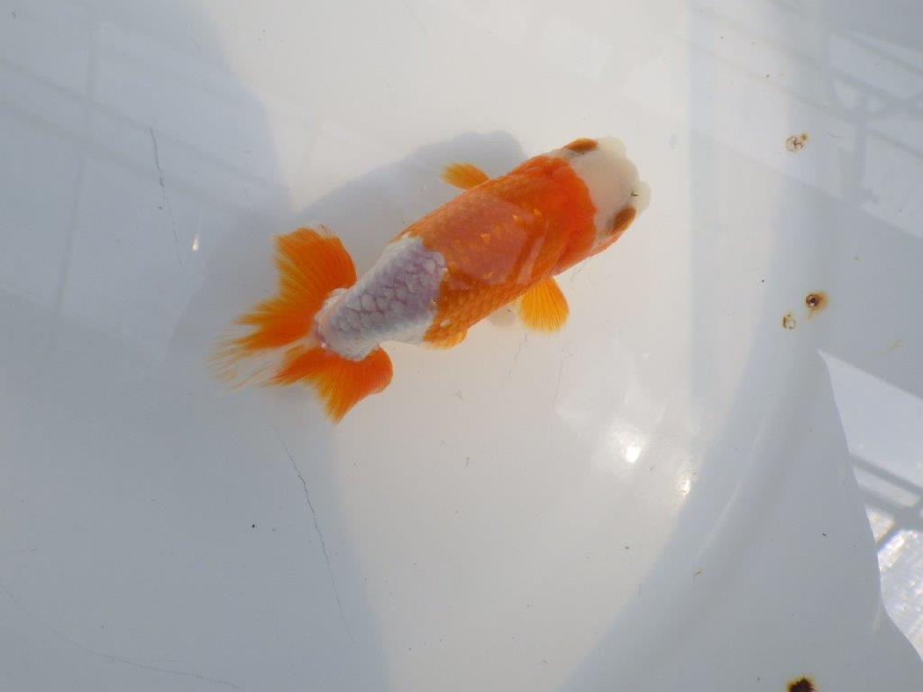 尾張りも良く柄も綺麗な更紗らんちゅう　明け二歳魚　 　約10,5ｃｍ　オス【管理魚】