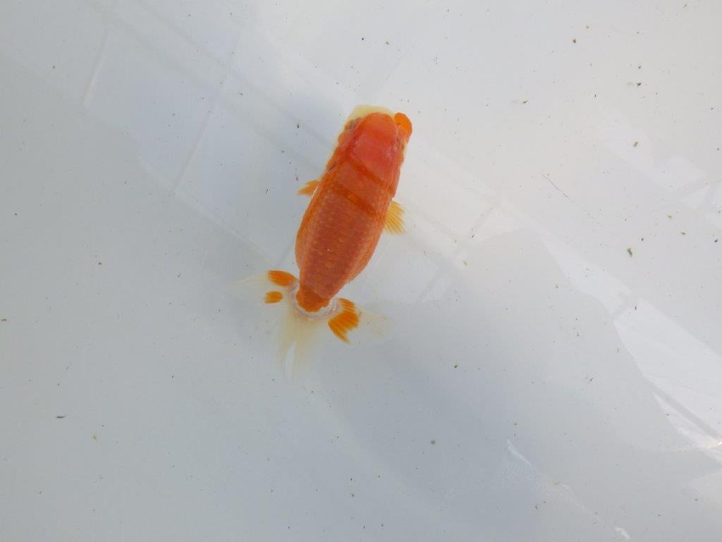 フンタンの発育も良い更紗らんちゅう　明け二歳魚　 　約11ｃｍ　メス【管理魚】