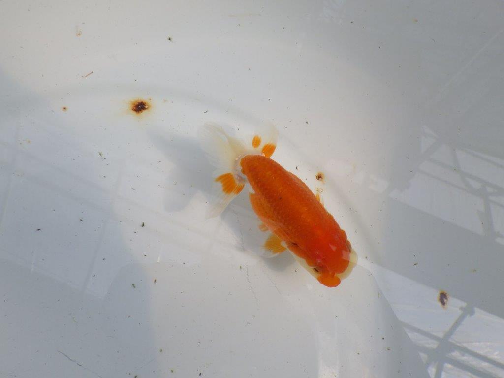 フンタンの発育も良い更紗らんちゅう　明け二歳魚　 　約11ｃｍ　メス【管理魚】