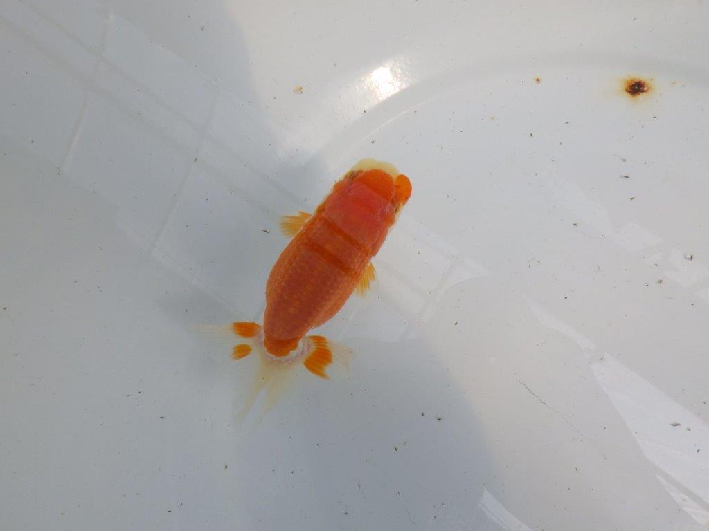 フンタンの発育も良い更紗らんちゅう　明け二歳魚　 　約11ｃｍ　メス【管理魚】