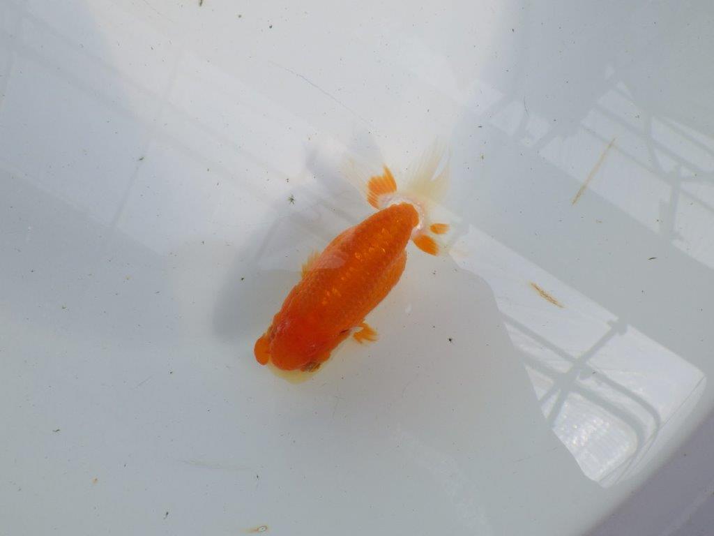 フンタンの発育も良い更紗らんちゅう　明け二歳魚　 　約11ｃｍ　メス【管理魚】