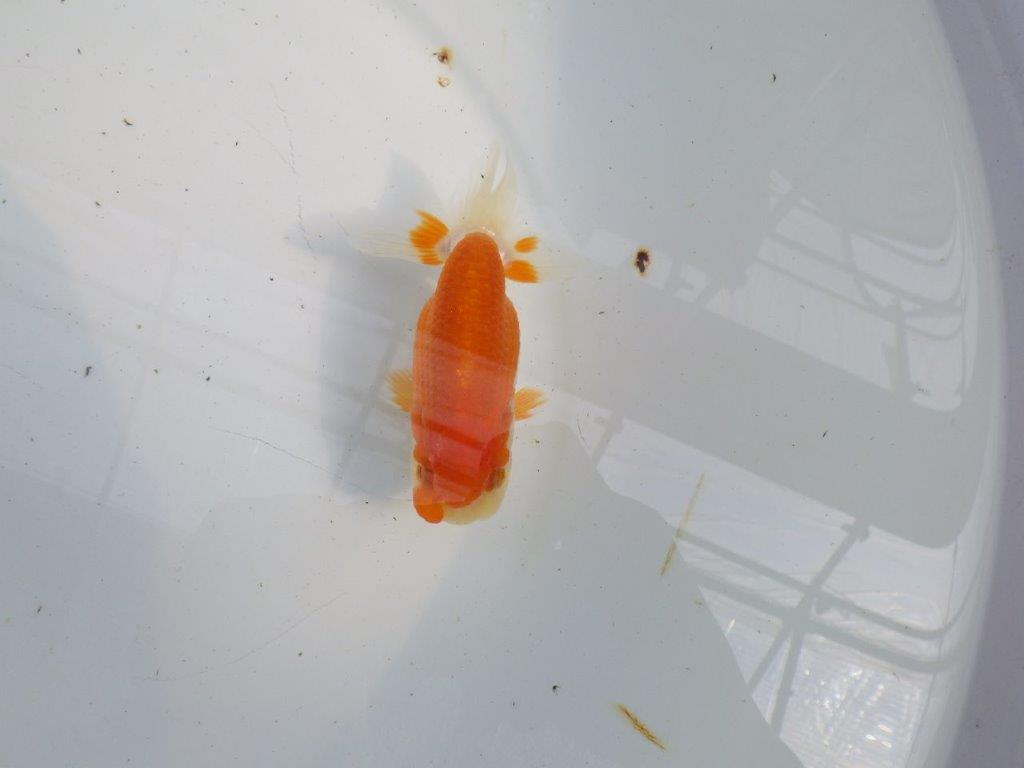 フンタンの発育も良い更紗らんちゅう　明け二歳魚　 　約11ｃｍ　メス【管理魚】
