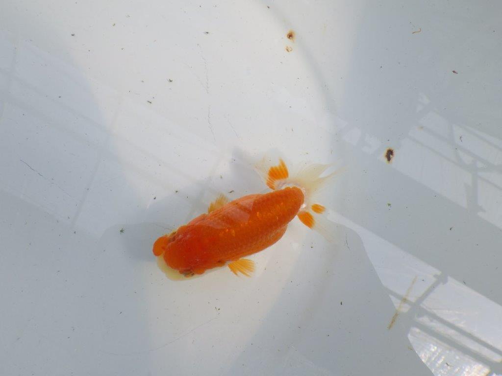 フンタンの発育も良い更紗らんちゅう　明け二歳魚　 　約11ｃｍ　メス【管理魚】