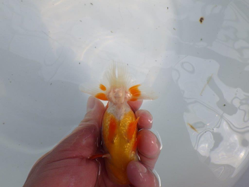 フンタンの発育も良い更紗らんちゅう　明け二歳魚　 　約11ｃｍ　メス【管理魚】