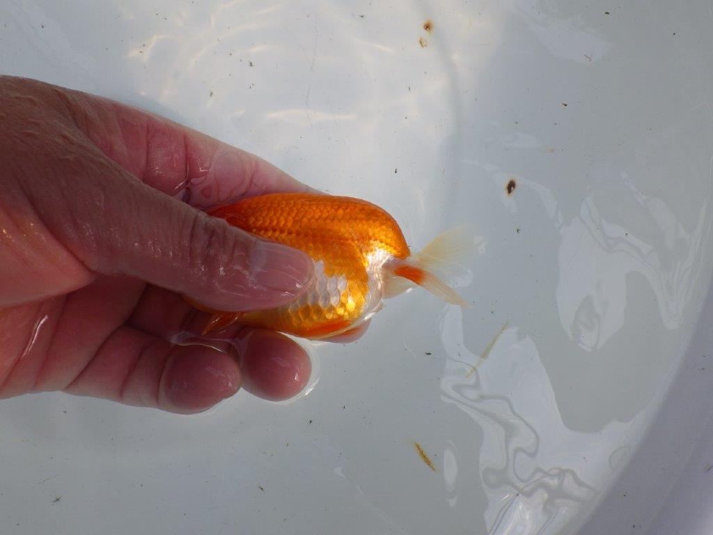 フンタンの発育も良い更紗らんちゅう　明け二歳魚　 　約11ｃｍ　メス【管理魚】