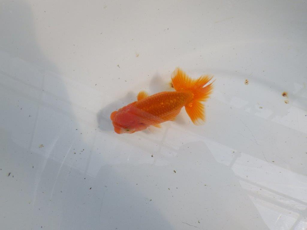 尾張りが良くインパクトのあるらんちゅう　明け二歳魚　 　約11,5ｃｍ　オス【管理魚】