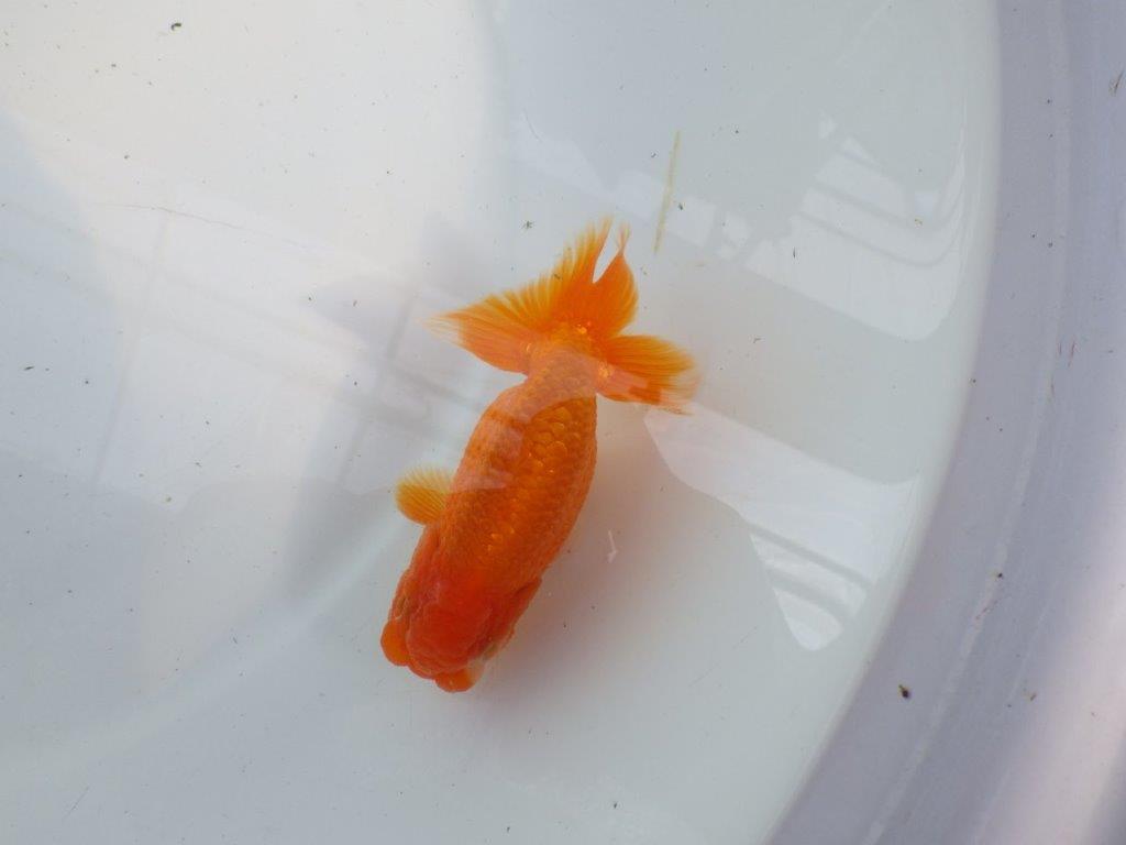 尾張りが良くインパクトのあるらんちゅう　明け二歳魚　 　約11,5ｃｍ　オス【管理魚】