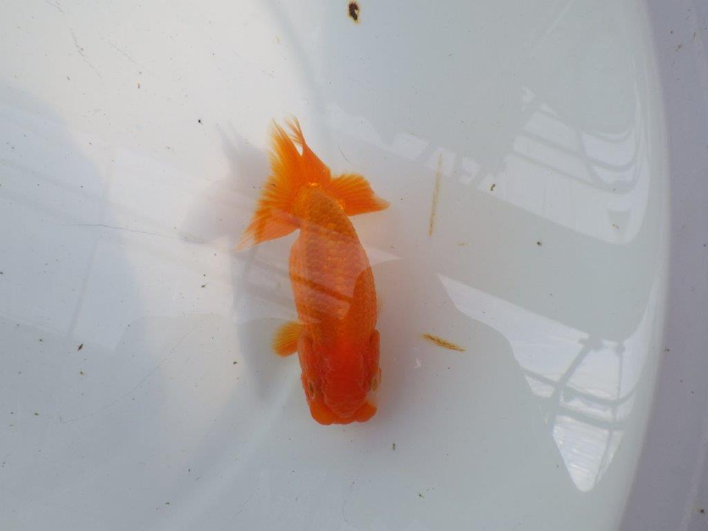 尾張りが良くインパクトのあるらんちゅう　明け二歳魚　 　約11,5ｃｍ　オス【管理魚】