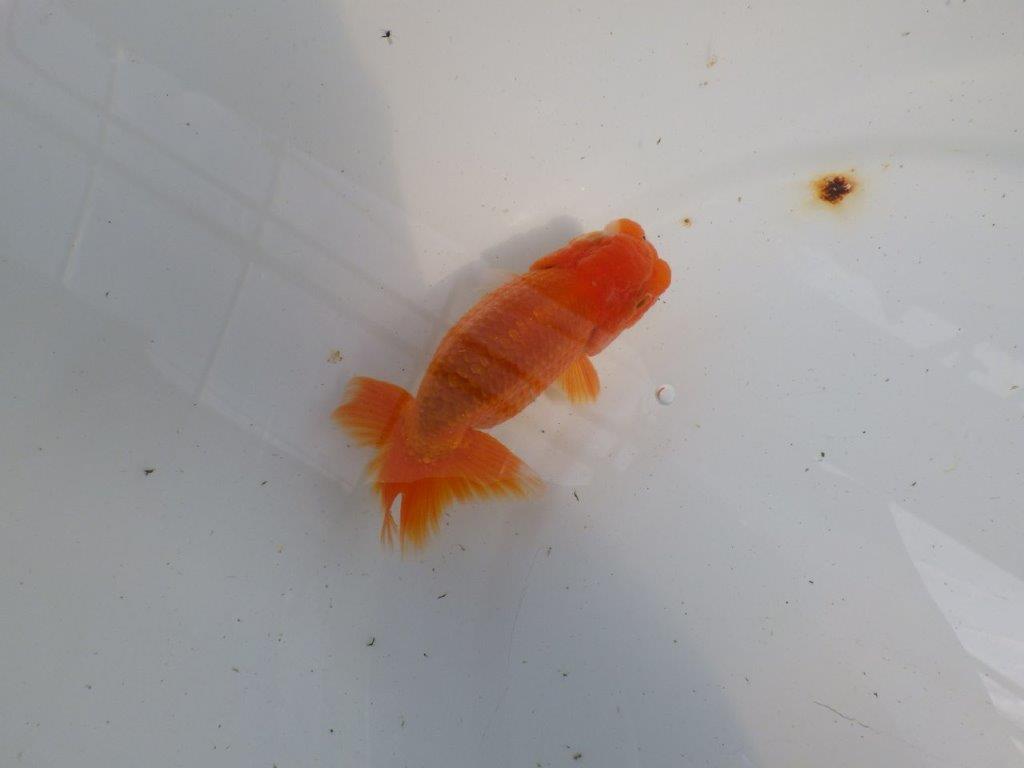 尾張りが良くインパクトのあるらんちゅう　明け二歳魚　 　約11,5ｃｍ　オス【管理魚】