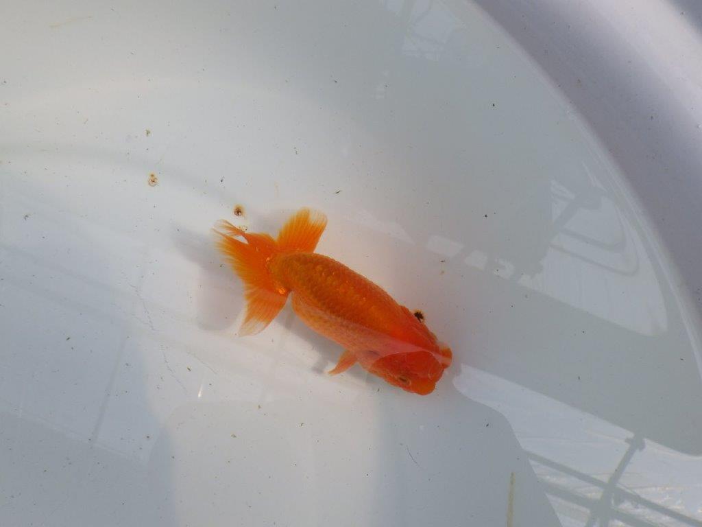 尾張りが良くインパクトのあるらんちゅう　明け二歳魚　 　約11,5ｃｍ　オス【管理魚】