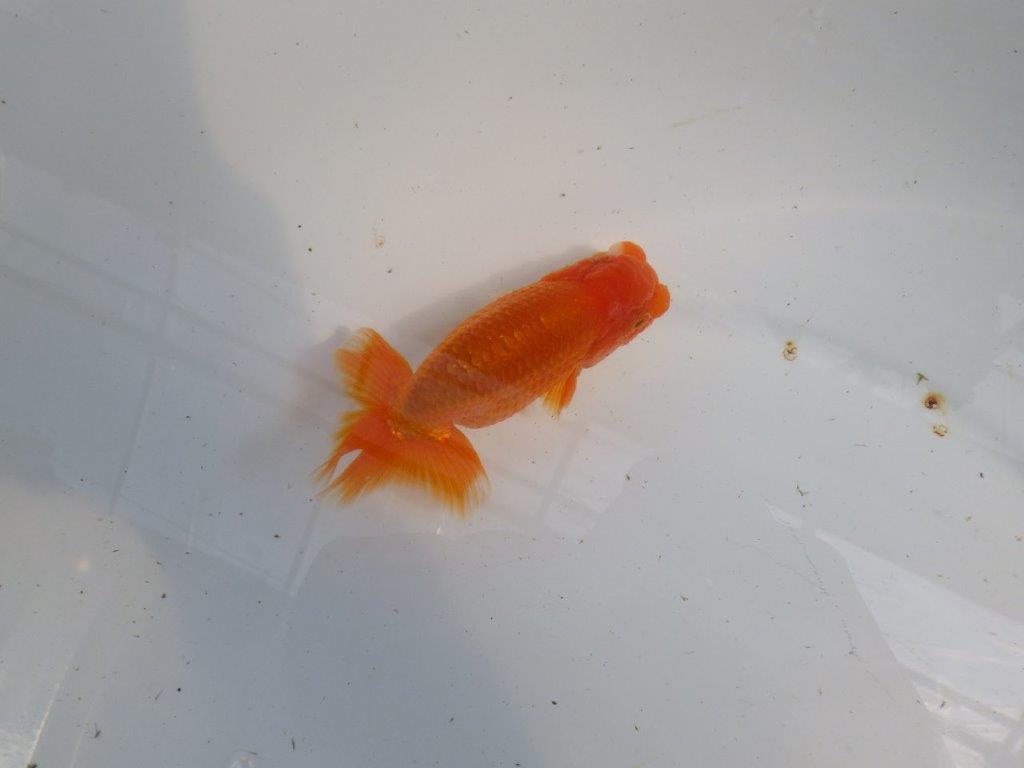 尾張りが良くインパクトのあるらんちゅう　明け二歳魚　 　約11,5ｃｍ　オス【管理魚】