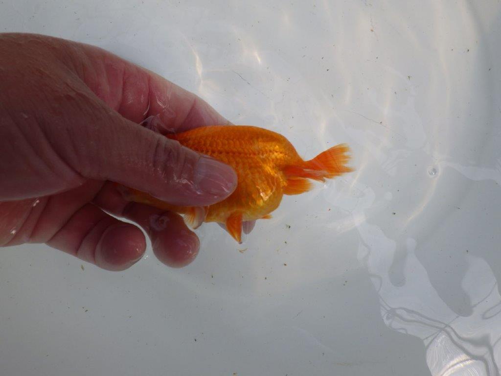 尾張りが良くインパクトのあるらんちゅう　明け二歳魚　 　約11,5ｃｍ　オス【管理魚】