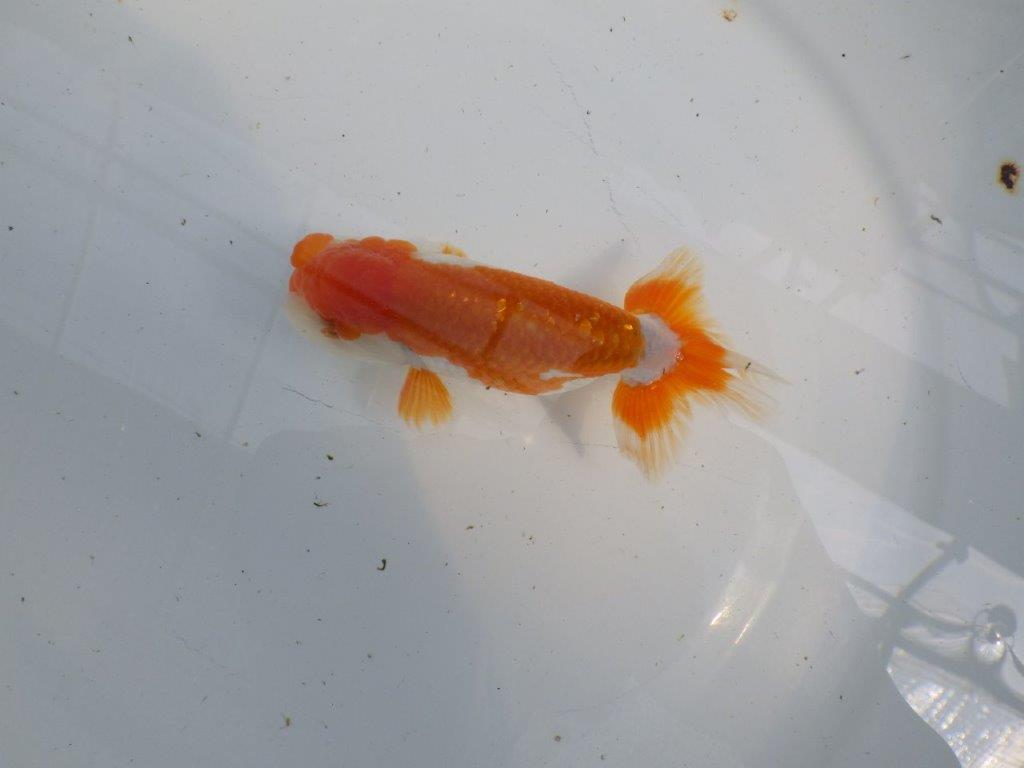 綺麗な柄の更紗らんちゅう　明け二歳魚　 　約12ｃｍ　オス【管理魚】