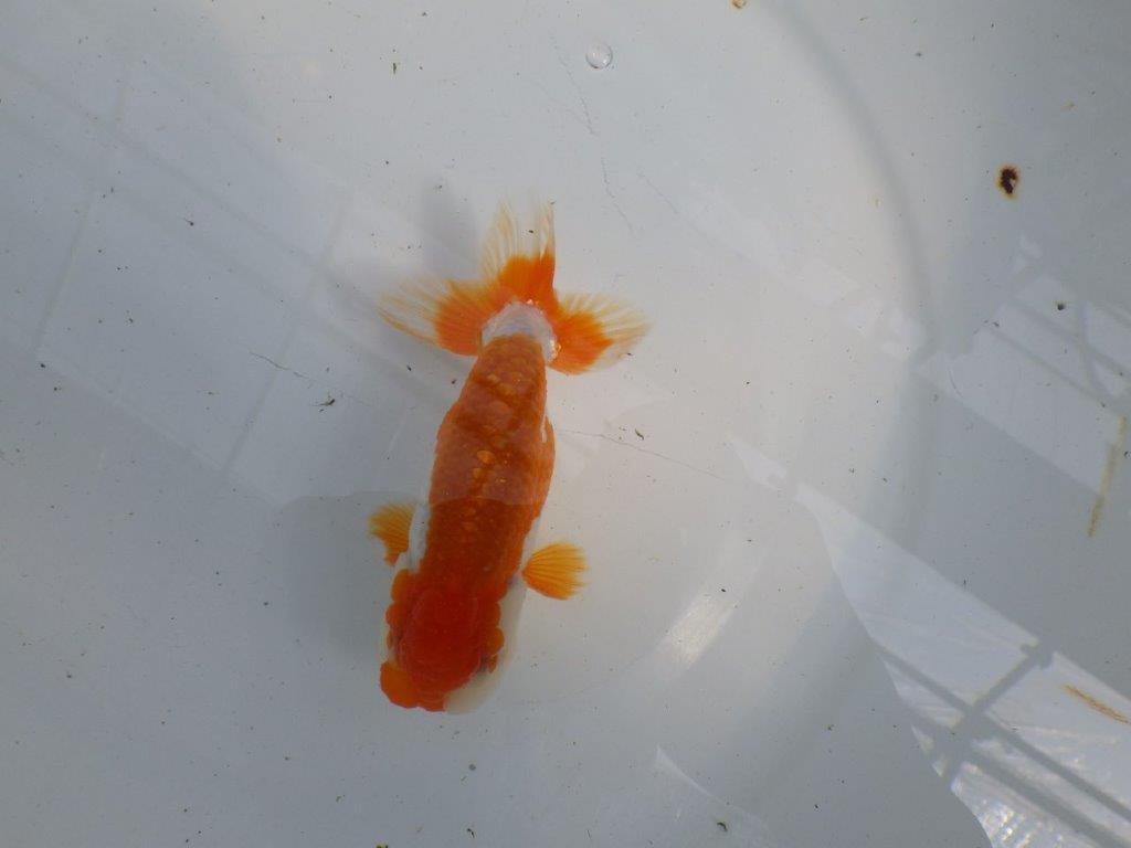 綺麗な柄の更紗らんちゅう　明け二歳魚　 　約12ｃｍ　オス【管理魚】