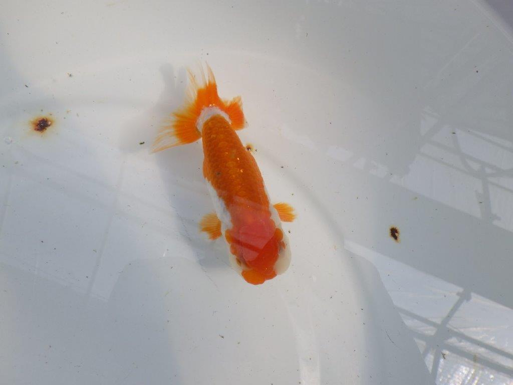 綺麗な柄の更紗らんちゅう　明け二歳魚　 　約12ｃｍ　オス【管理魚】
