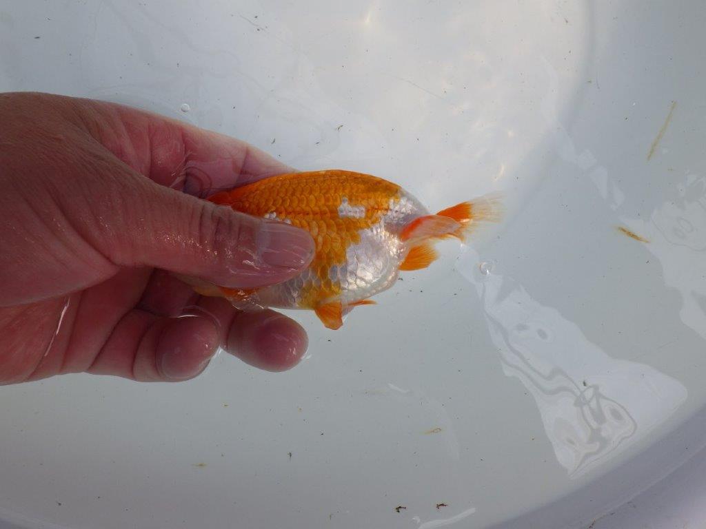 綺麗な柄の更紗らんちゅう　明け二歳魚　 　約12ｃｍ　オス【管理魚】