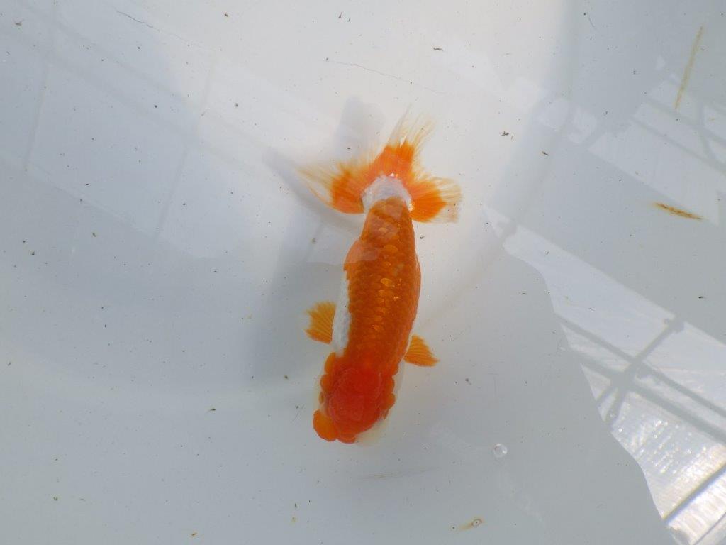 綺麗な柄の更紗らんちゅう　明け二歳魚　 　約12ｃｍ　オス【管理魚】
