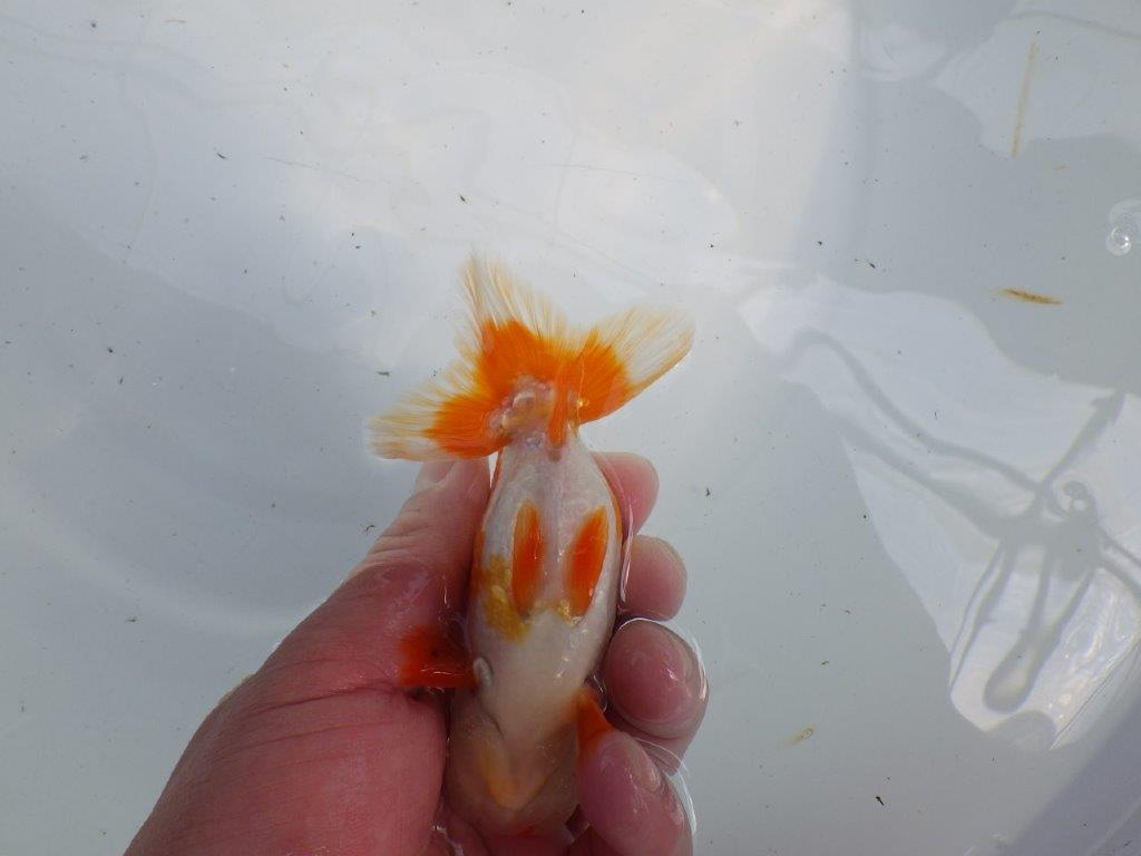 綺麗な柄の更紗らんちゅう　明け二歳魚　 　約12ｃｍ　オス【管理魚】