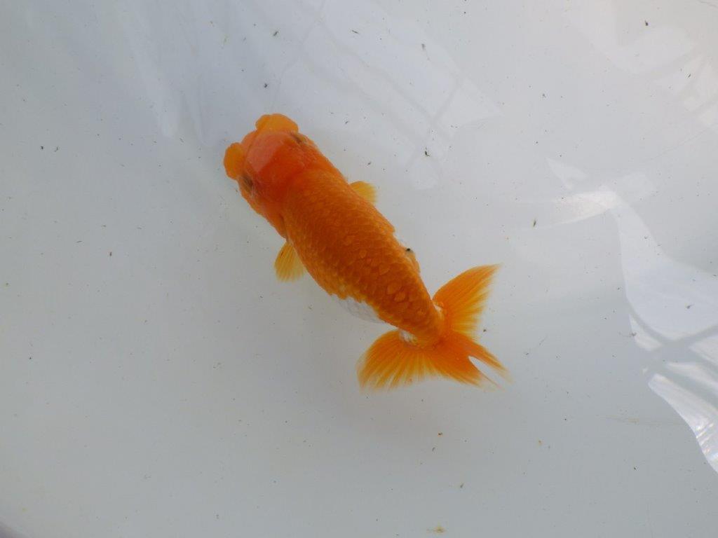 頭、尾の雰囲気が良い更紗らんちゅう　明け二歳魚　 　約12ｃｍ　メス【管理魚】