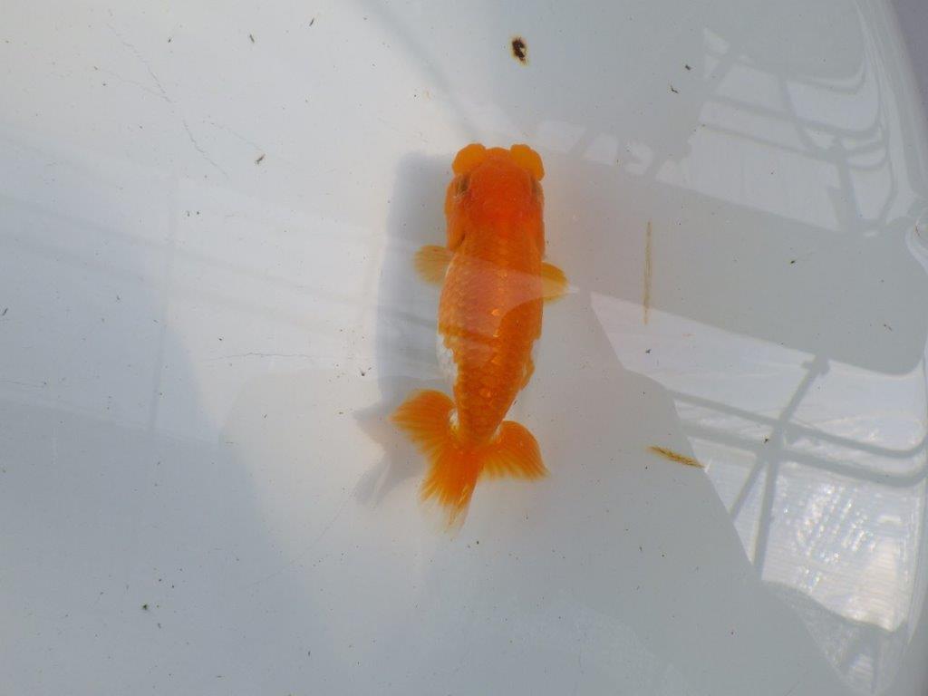 頭、尾の雰囲気が良い更紗らんちゅう　明け二歳魚　 　約12ｃｍ　メス【管理魚】