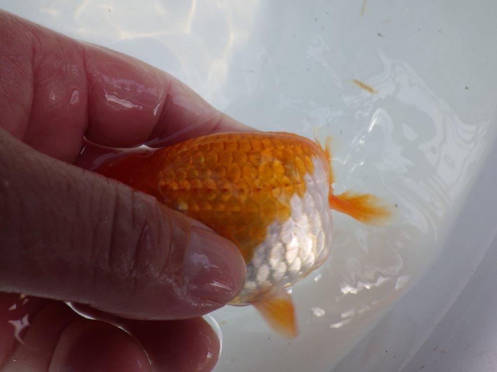 頭、尾の雰囲気が良い更紗らんちゅう　明け二歳魚　 　約12ｃｍ　メス【管理魚】