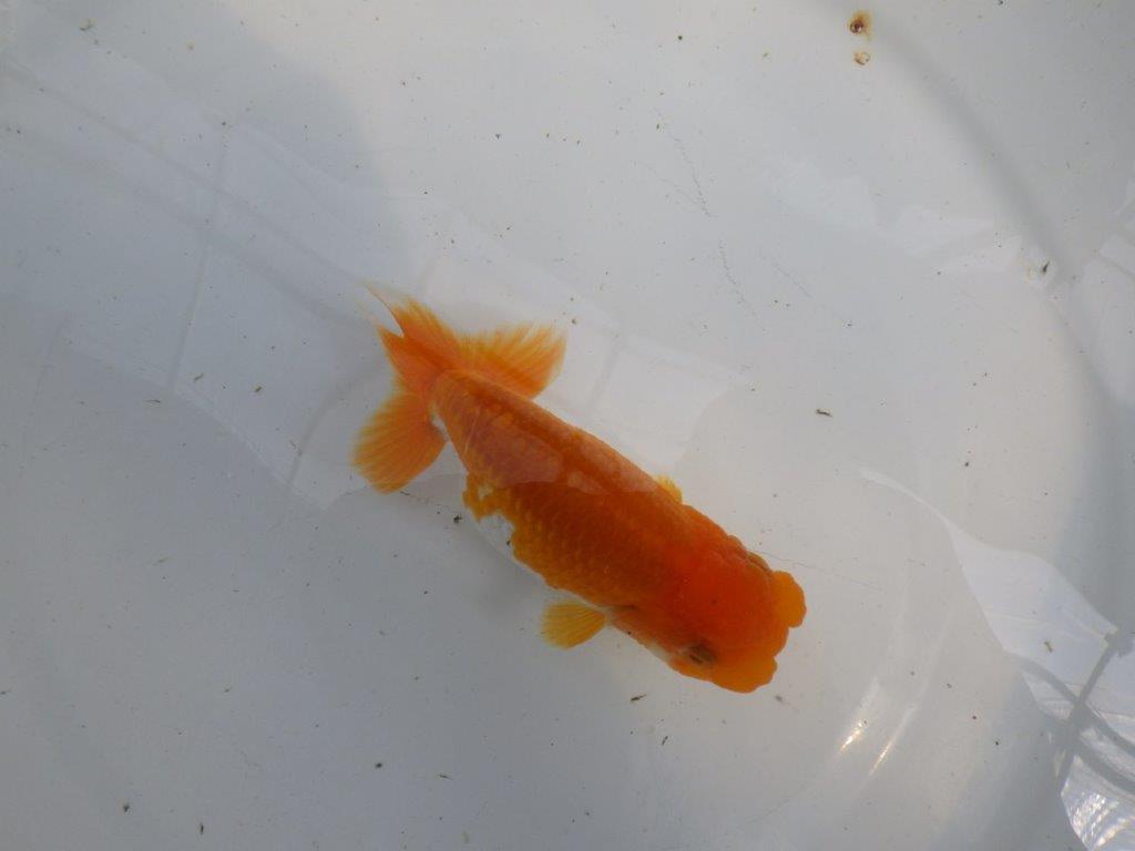 頭、尾の雰囲気が良い更紗らんちゅう　明け二歳魚　 　約12ｃｍ　メス【管理魚】