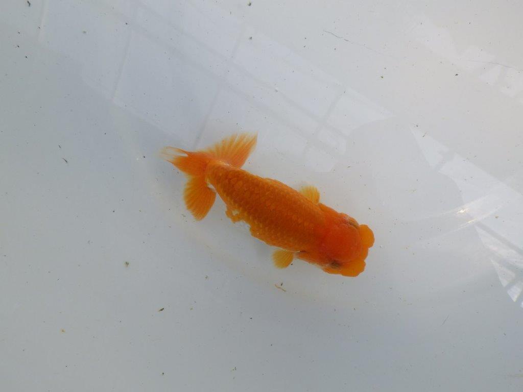 頭、尾の雰囲気が良い更紗らんちゅう　明け二歳魚　 　約12ｃｍ　メス【管理魚】