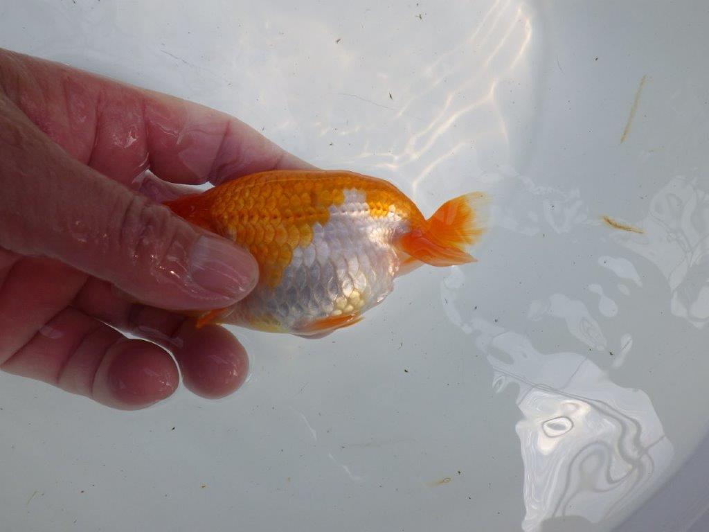 頭、尾の雰囲気が良い更紗らんちゅう　明け二歳魚　 　約12ｃｍ　メス【管理魚】