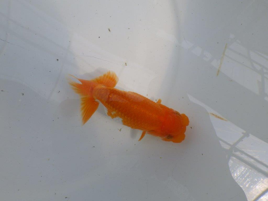 頭、尾の雰囲気が良い更紗らんちゅう　明け二歳魚　 　約12ｃｍ　メス【管理魚】の上身