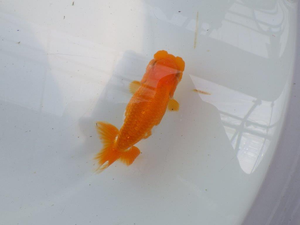 頭、尾の雰囲気が良い更紗らんちゅう　明け二歳魚　 　約12ｃｍ　メス【管理魚】