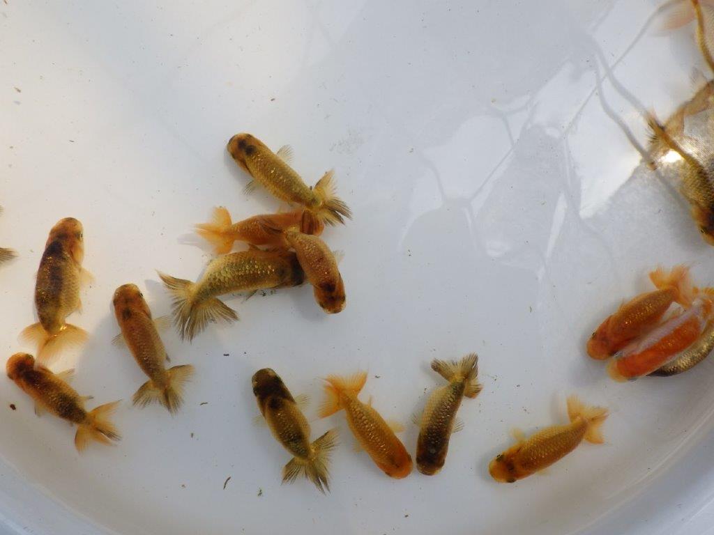 【愛知Ｍ様第弐弾】４月２８日入荷魚の中からトラ禿＆黒仔＆色変わり　１０尾セット約4~5㎝限定１セットの上身