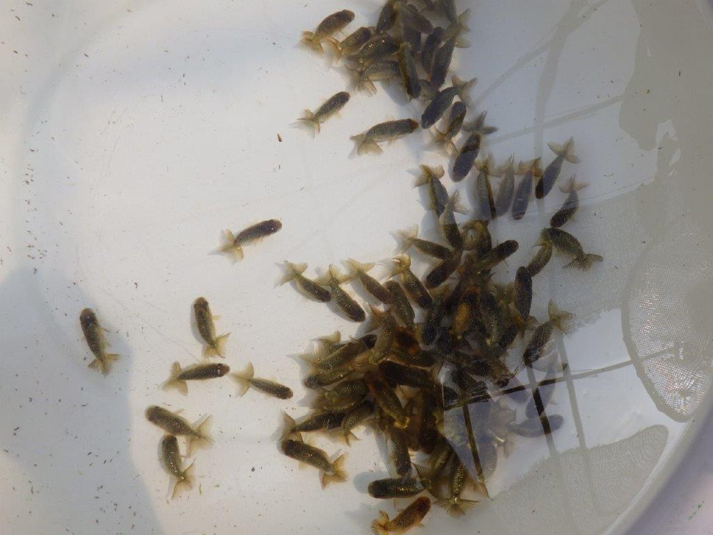 【愛知Ｍ様第弐弾】４月２８日入荷魚の中からワンランク上のトラ禿＆黒仔＆色変わり　５尾セット約4~5㎝限定１セットの上身