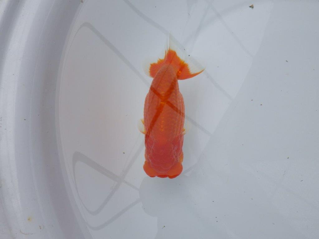 フンタン、背腰の綺麗ならんちゅう　明け二歳魚　 　約14ｃｍ　オス【岐阜　フンタンブリーダー様】