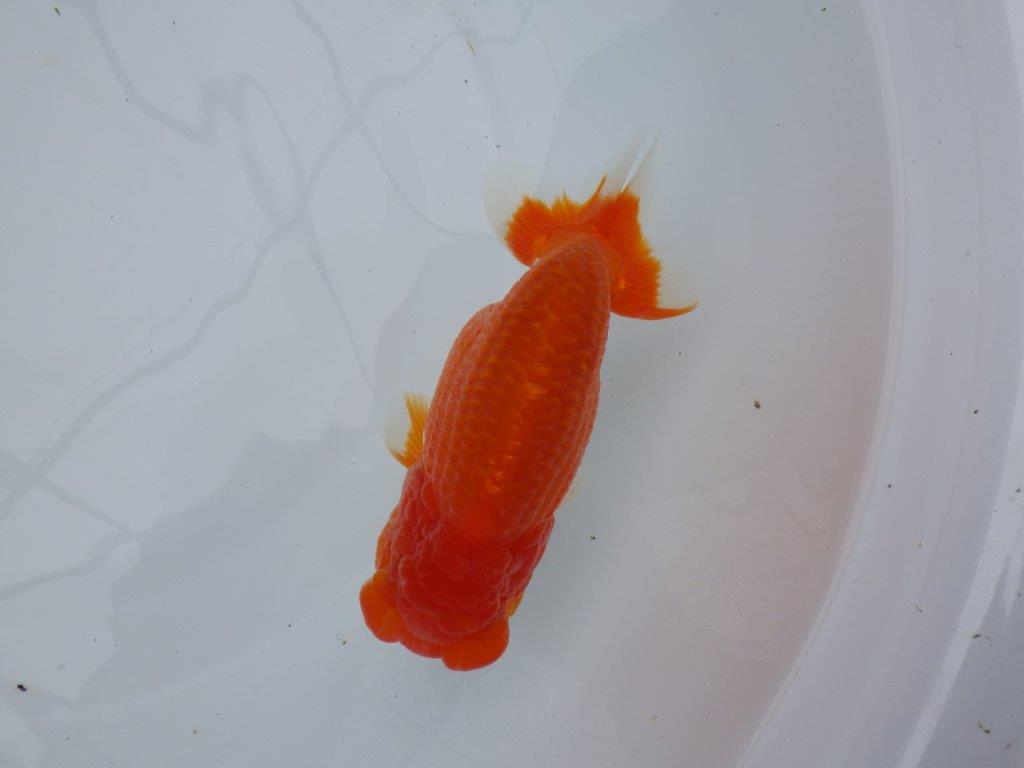 フンタン、背腰の綺麗ならんちゅう　明け二歳魚　 　約14ｃｍ　オス【岐阜　フンタンブリーダー様】