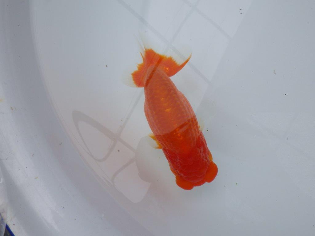 フンタン、背腰の綺麗ならんちゅう　明け二歳魚　 　約14ｃｍ　オス【岐阜　フンタンブリーダー様】
