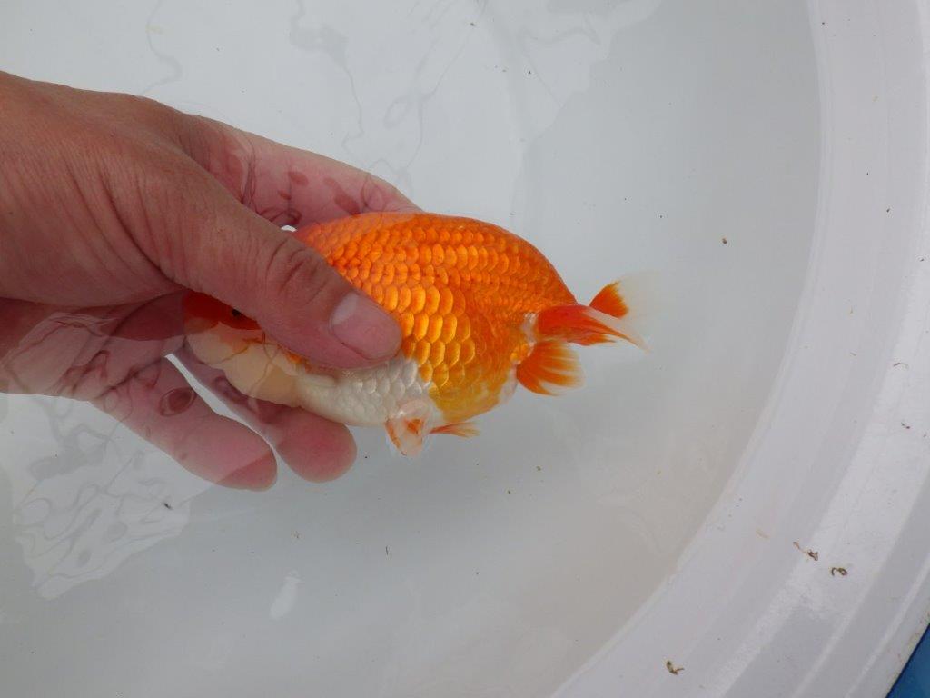 フンタン、背腰の綺麗ならんちゅう　明け二歳魚　 　約14ｃｍ　オス【岐阜　フンタンブリーダー様】