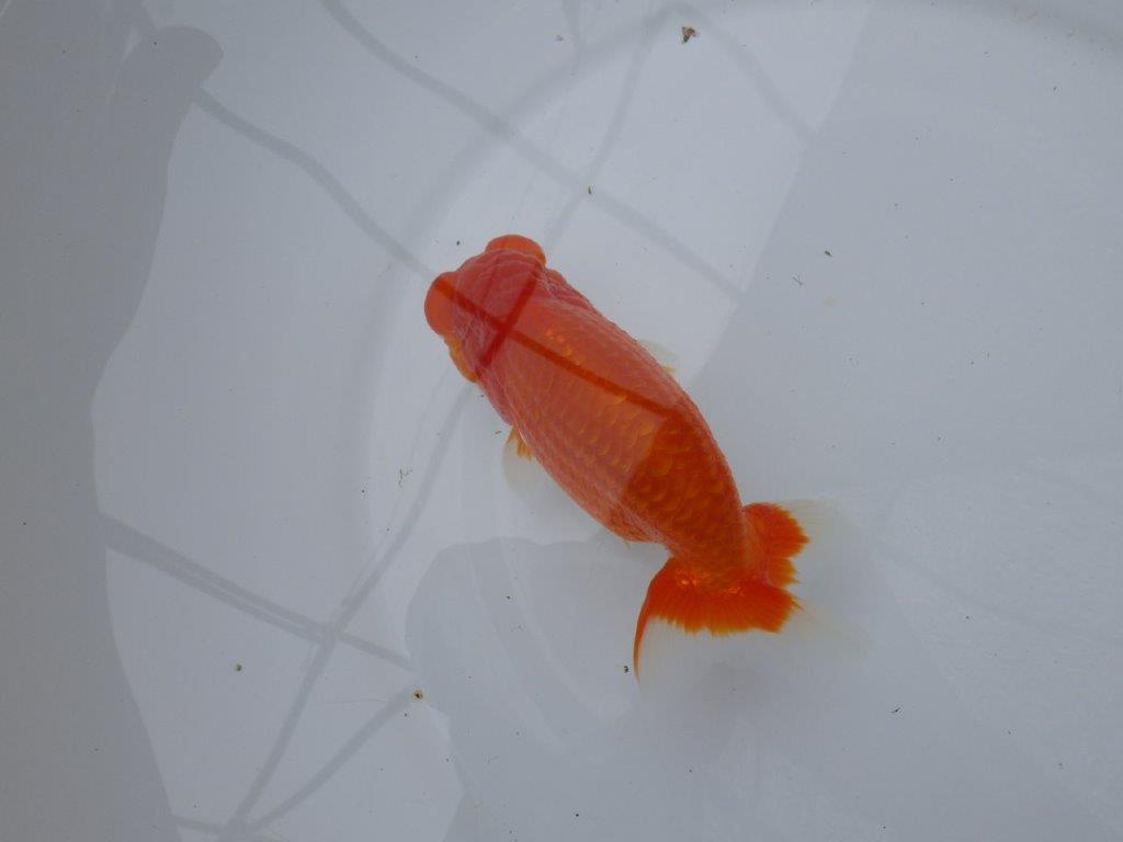 フンタン、背腰の綺麗ならんちゅう　明け二歳魚　 　約14ｃｍ　オス【岐阜　フンタンブリーダー様】