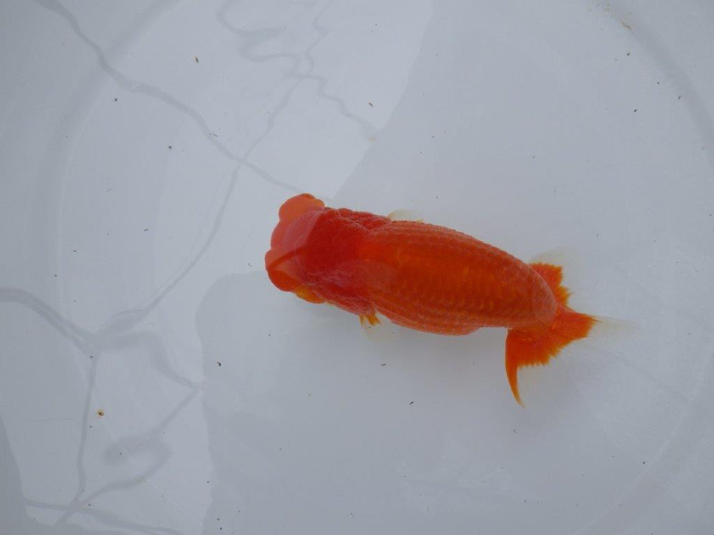 フンタン、背腰の綺麗ならんちゅう　明け二歳魚　 　約14ｃｍ　オス【岐阜　フンタンブリーダー様】