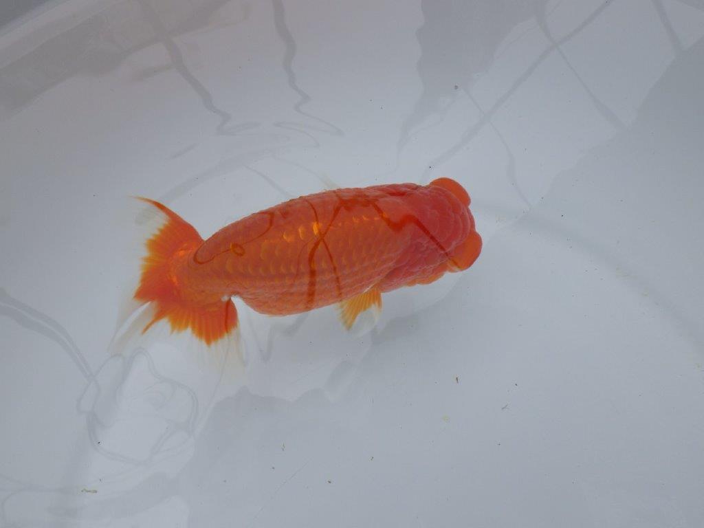 フンタン、背腰の綺麗ならんちゅう　明け二歳魚　 　約14ｃｍ　オス【岐阜　フンタンブリーダー様】