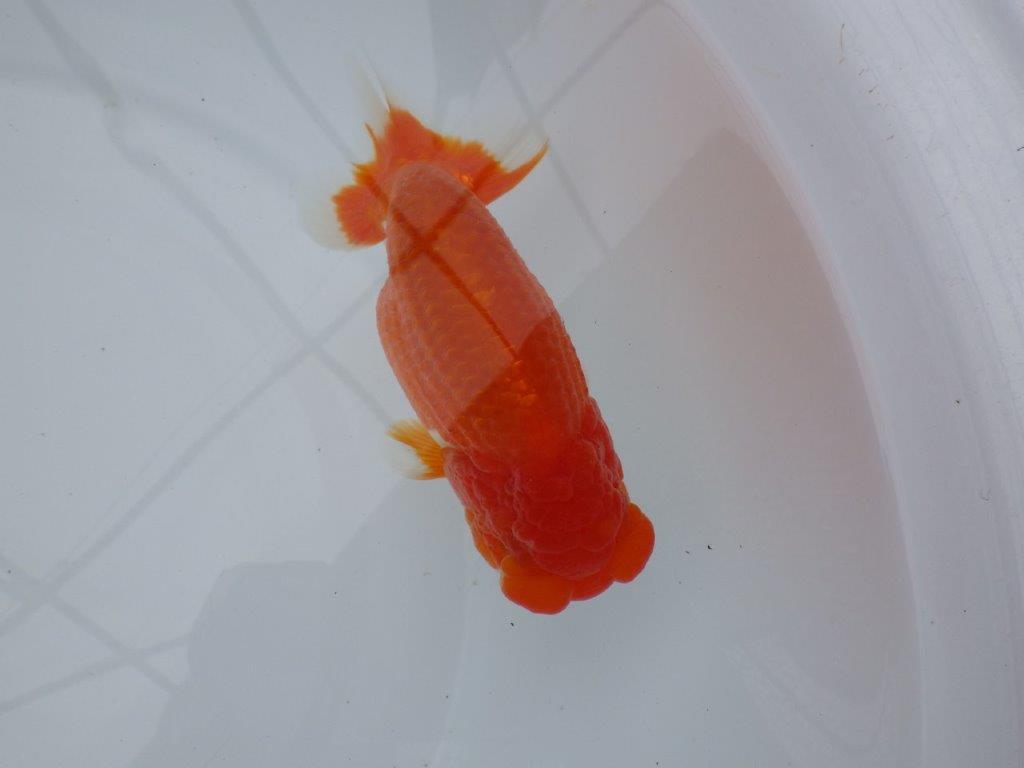 フンタン、背腰の綺麗ならんちゅう　明け二歳魚　 　約14ｃｍ　オス【岐阜　フンタンブリーダー様】の上身