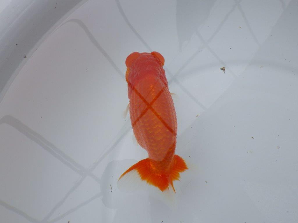 フンタン、背腰の綺麗ならんちゅう　明け二歳魚　 　約14ｃｍ　オス【岐阜　フンタンブリーダー様】